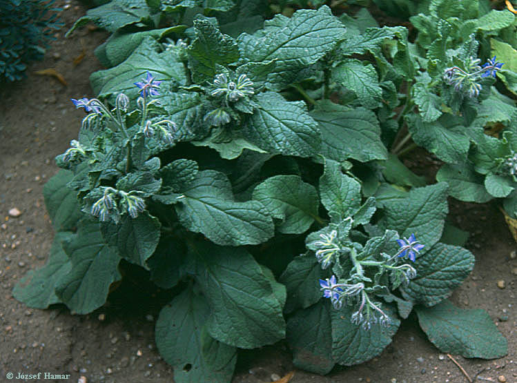 Borago officinalis